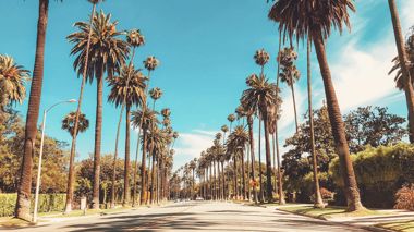 Palm tree lined road in Beverly Hills, Los Angeles in the USA
