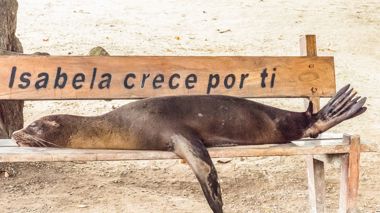 A sea lion relaxing on a beach on Isabela Island in the Galapagos