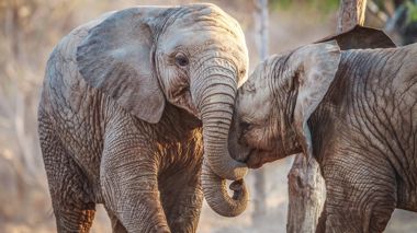Two elephants playing