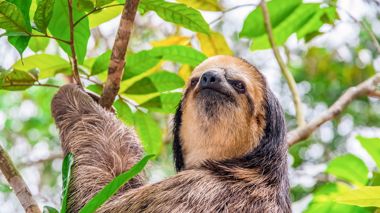 Sloth in a tree, in Costa Rica
