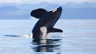 Enjoy a Whale Watching Excursion in Victoria, Canada