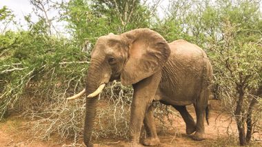 Elephant Walking Through Vegetation, Addo Elephant National Park, South Africa