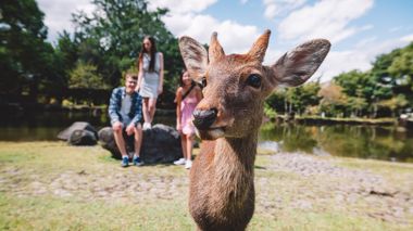 Traveller with deer at Nara in Kyoto, Japan