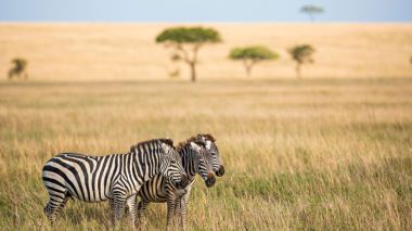 Three zebras standing in the tall grass of the Serengeti National Park, Tanzania