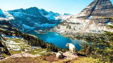 Two mountain goats overlooking the view of Glacier National Park, United States