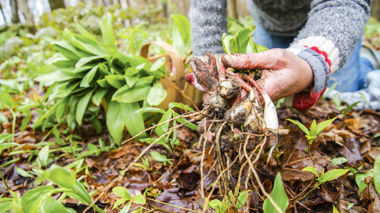 Traveller foraging on the ground in Calgary, Canada