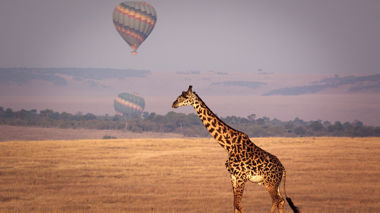 Make Travel Matter Maasai Mara 2nd Afternoon Game Drive on the Maasai Mara in Kenya