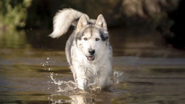Alaskan husky walking through a stream