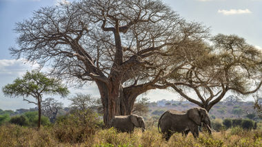 Elephants walking through Tarangire National Park, Tanzania