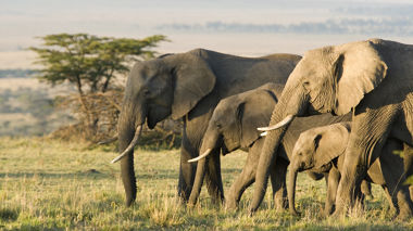 Make Travel Matter Maasai Mara Morning Game Drive at the Maasai Mara in Kenya