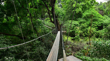 Tree top bridge above the tree line in Lake Manyara, Tanzania
