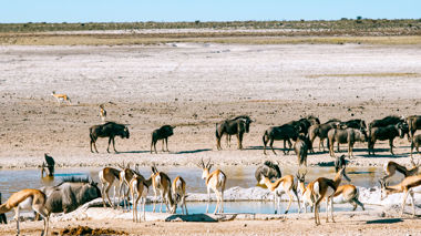 Wildlife at a watering hole in the National Park of Etosha, Namibia