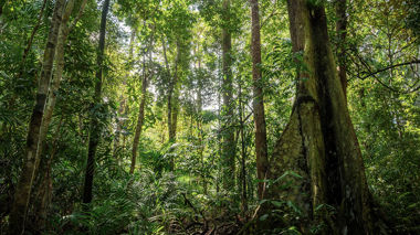 A landscape view of a luscious green rainforest in Bako National Park, Borneo