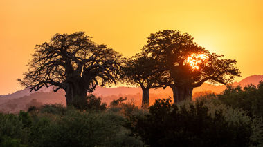 Sunset through the trees, Kruger National Park, Africa
