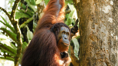 An orangutan hanging onto a tree, looking at the camera, in Semenggoh, Borneo