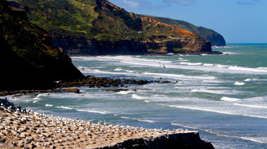 Gannet colony nesting on cliffs overlooking ocean waves, Muriwai, New Zealand