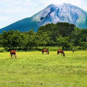 Arenal Volcano towering over grazing horses in Costa Rica - Contiki Antigua to San Jose Tour