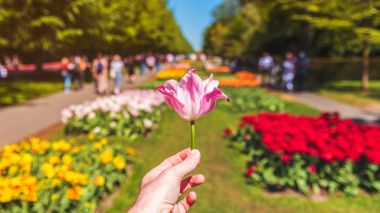 Hand holding a tulip in front of the Keukenhof Gardens, Amsterdam, Netherlands