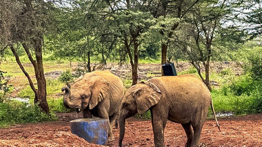 Two elephants feeding at an Elephant rehabilitation centre in Nairobi, Kenya