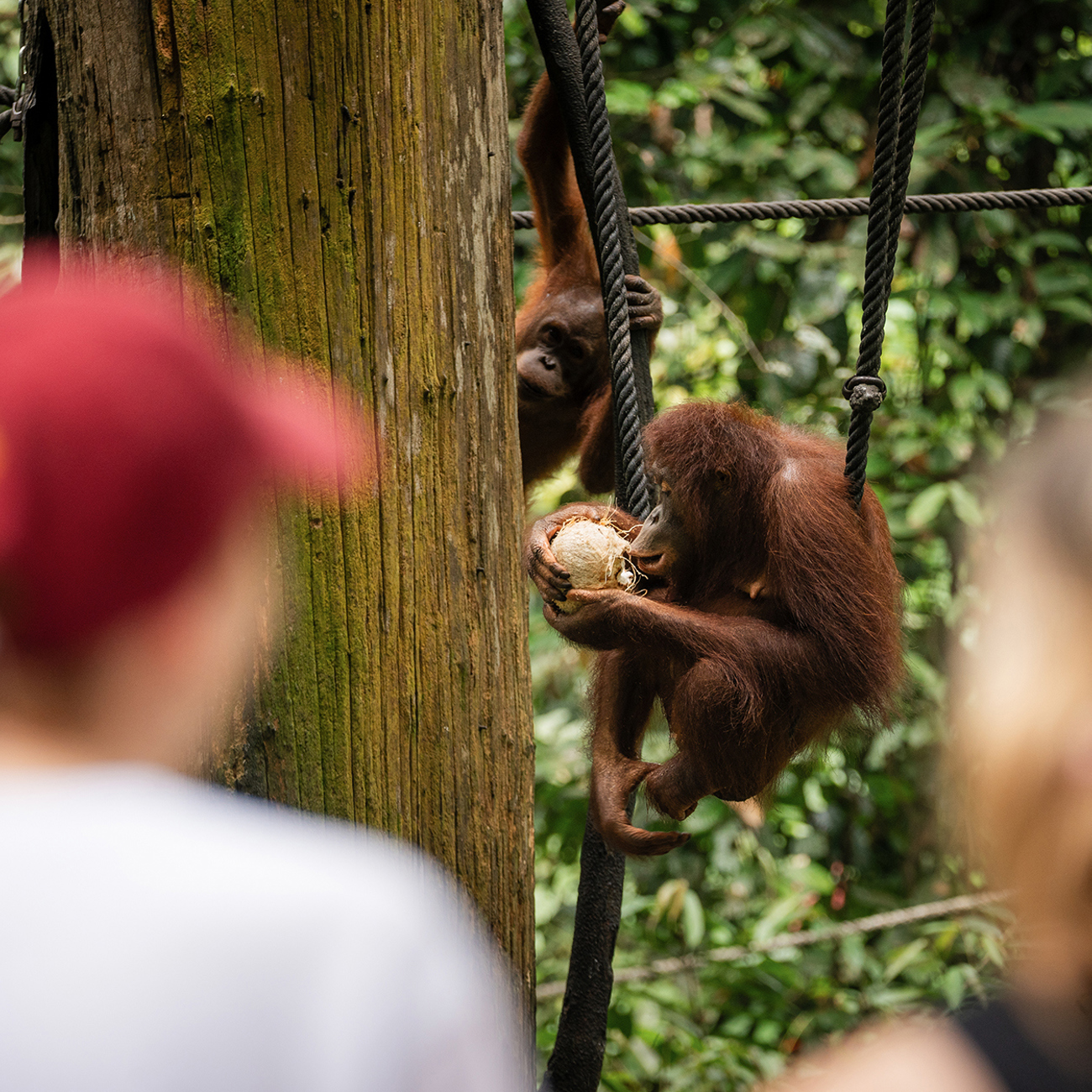 Two travellers looking at two orangutans eating in Borneo, Indonesia