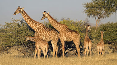 Five giraffes stand together in a sunny, grassy African savanna, Okapuka, Namibia