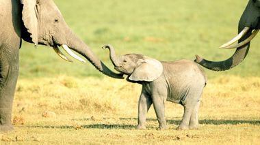 elephants-and-baby-elephant-in-nairobi-africa