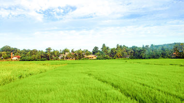 Landscape of Hiriwadunna Village and Fields, Sigiriya, Sri Lanka