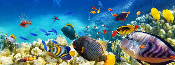 Cairns and the Great Barrier Reef