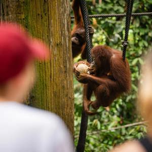 Contiki travellers watching a wild Bornean orangutan clinging to ropes and eating a coconut in the rainforest at a wildlife rehabilitation centre in Borneo - Contiki Borneo Tour