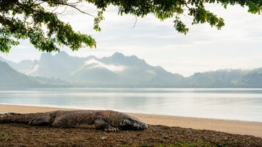 A Komodo Dragon lying on a beach in Komodo National Park, Indonesia