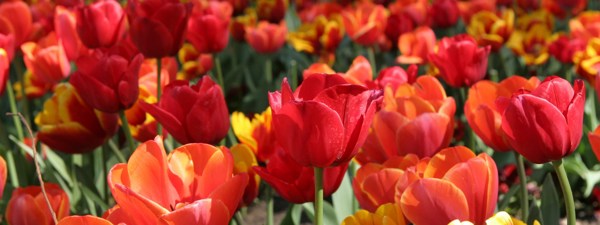 Capital Blooms