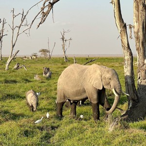 Kenya and Tanzania Safari 35 to 45