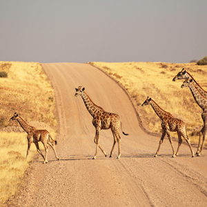 Nomadic Namibia Reunion