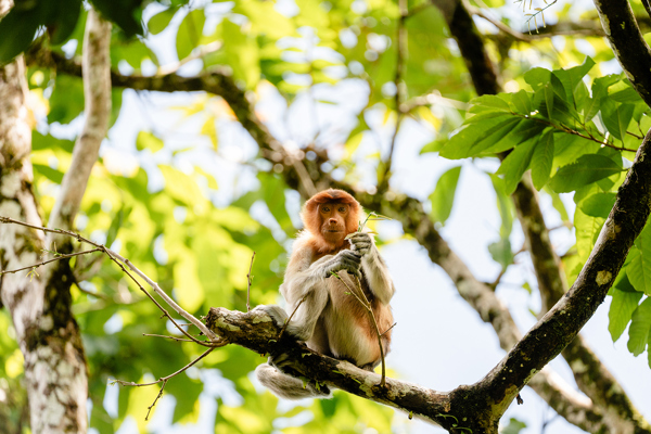 Borneo Adventure