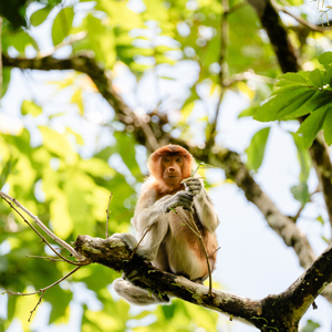 A Proboscis monkey in a tree in Borneo, Indonesia