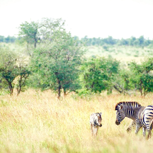 Cape, Safari and Falls Trip