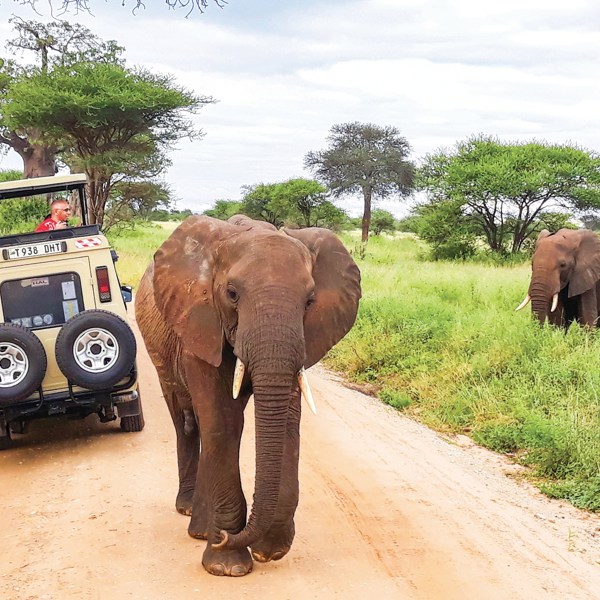 6-Day Taste of Tanzania Group Guided Tour from Arusha: Tarangire National Park, Serengeti, Ngorongoro Crater and Lake Manyara