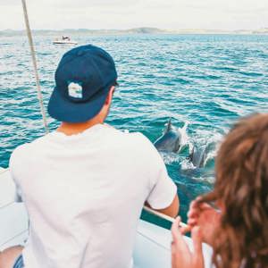 Dolphins swimming beside a boat in the Bay of Islands during Contiki's Bay of Islands & Rotorua Tour