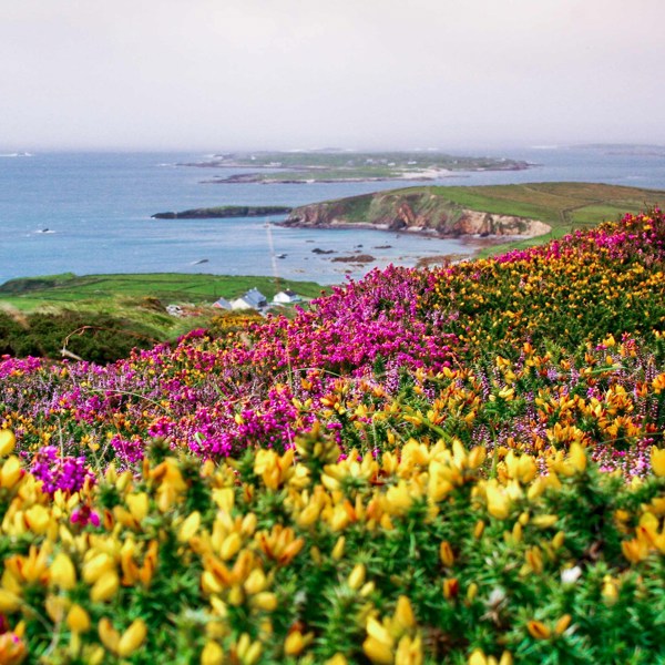 14-Day Ireland Sightseeing Tour from Dublin: Waterford, Killarney and Glasgow | 2 Countries and 16 Cities | 13 Breakfasts, 5 Dinners