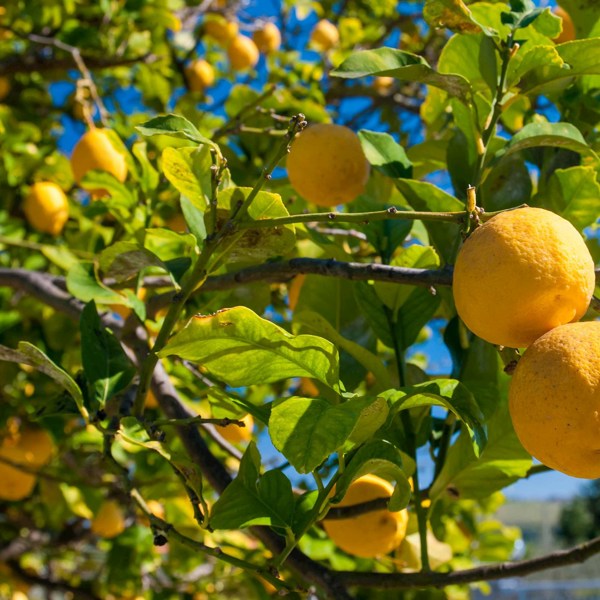 9-Day Sicily Sightseeing Tour from Palermo: Taormina and Ragusa | 1 Country and 10 Cities | 8 Breakfasts, 4 Dinners
