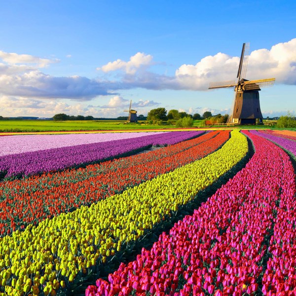 7-Day Netherlands Tour from Amsterdam: Rotterdam and Oosterbeek | 1 Country and 8 Cities | 6 Breakfasts, 3 Dinners