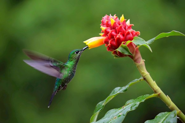 Green Crowned Brilliant in Monteverde Cloud Forest, Costa Rica