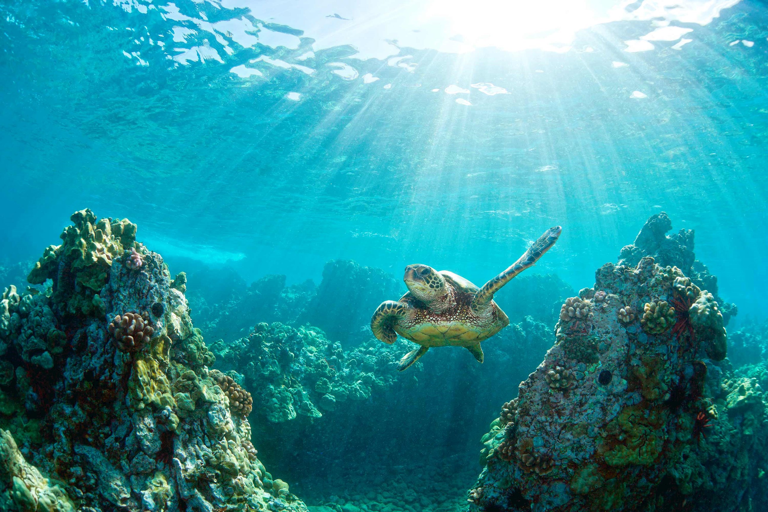 Hawaii - Sea Turtle 