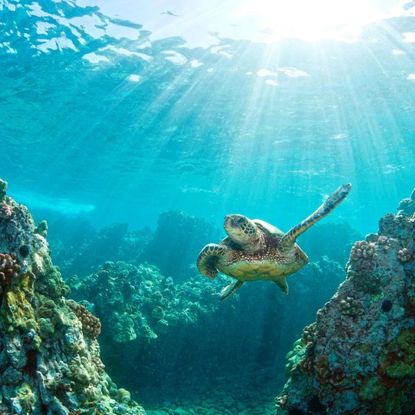 11-Day Moderate Hawaii Tour from Waikiki: Oahu, Maui, and Kauai | 1 Country and 14 Cities | 10 Breakfasts, 1 Lunch, 4 Dinners