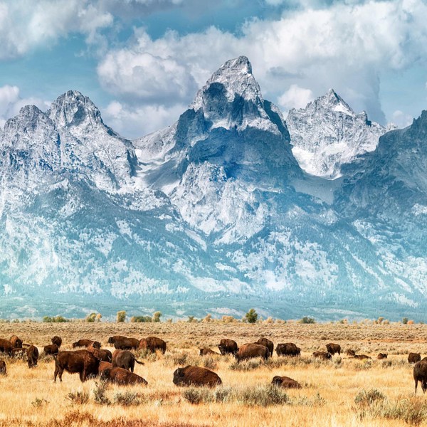 9-Day Five Epic National Parks Tour from Jackson: Grand Teton National Park, Yellowstone and Grand Canyon National Park | 1 Country and 12 Cities | 8 Breakfasts, 1 Lunch, 3 Dinners