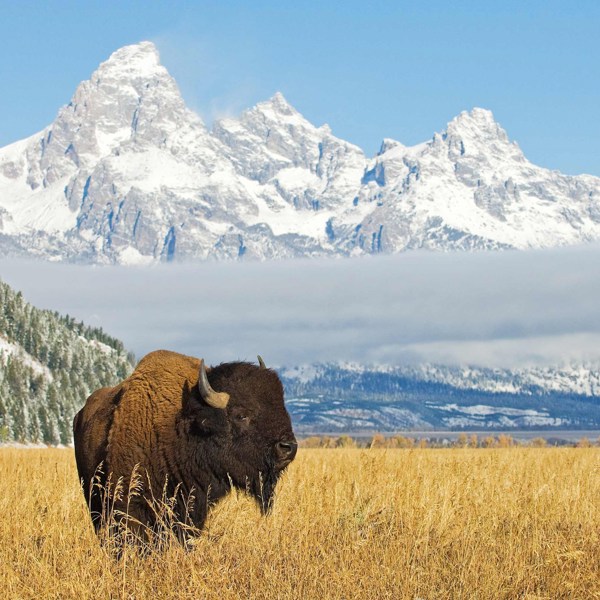 9-Day National Park Wonders Tour from Jackson: Yellowstone National Park, Mount Rushmore and Crazy Horse