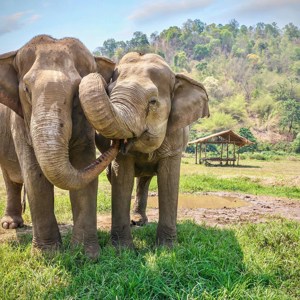 Two elephants standing close together in grassy field in Chiang Mai, Thailand