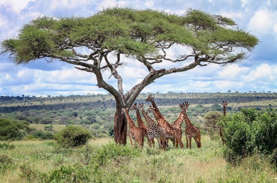Kenya & Tanzania Safari Adventure