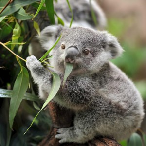 Highlights of Australia and New Zealand Guided Tour