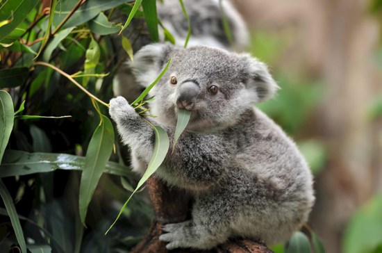 Highlights of Australia and New Zealand